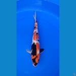 kin Showa 35cm