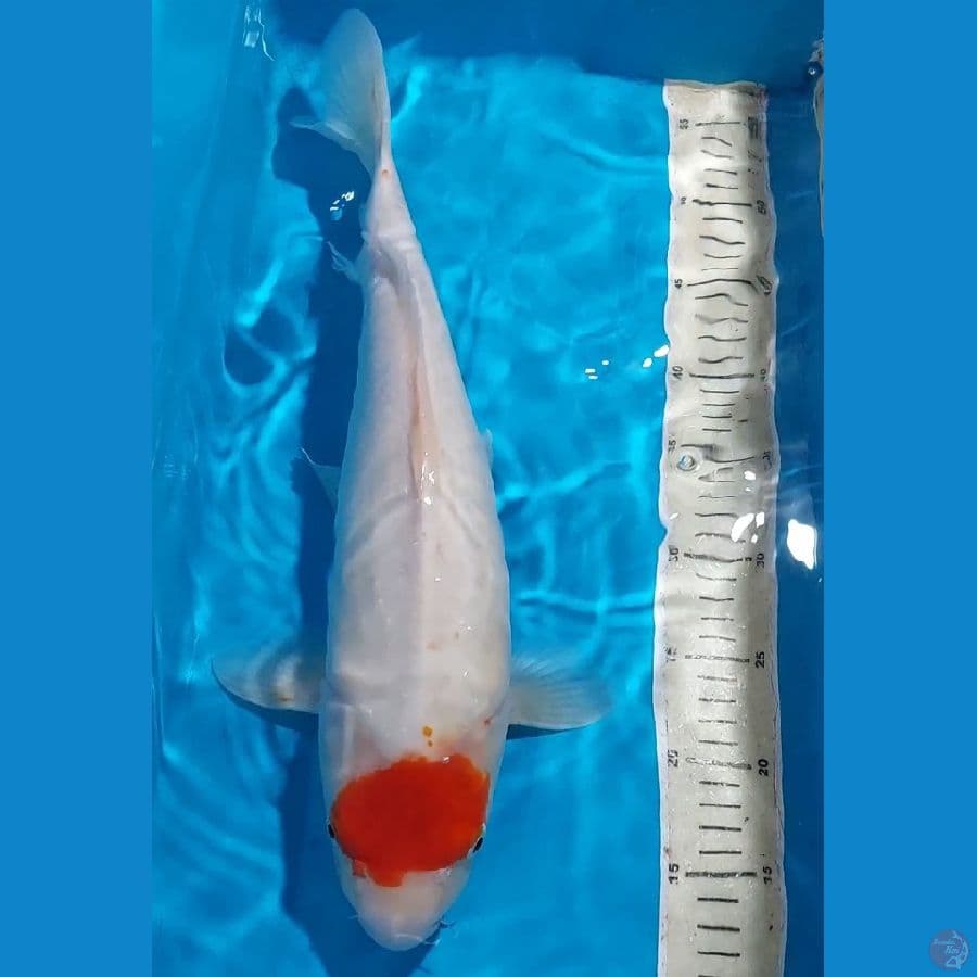 TANCHO ORI 45 CM UP