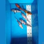 Shiro, Bekko, Hiu