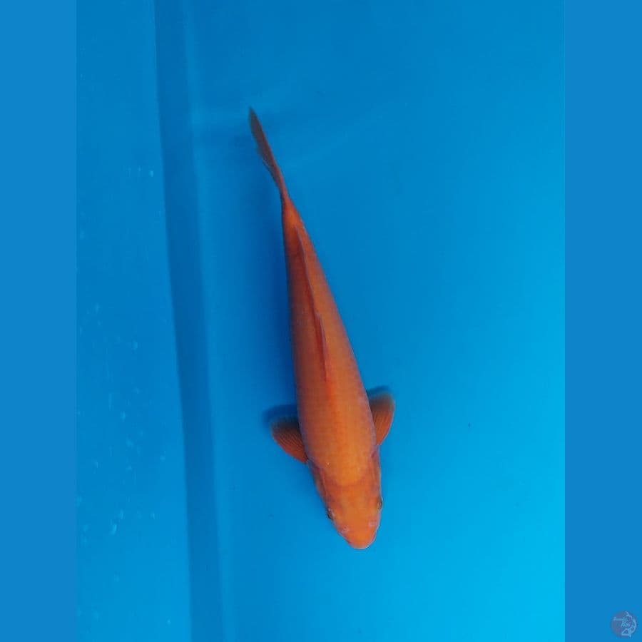 red karasi f1