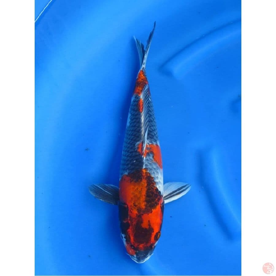 Kage Showa Uniq , 42cm