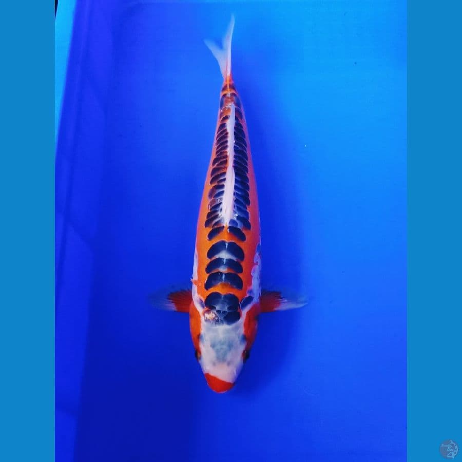37cm Hana shusuii istimewa
