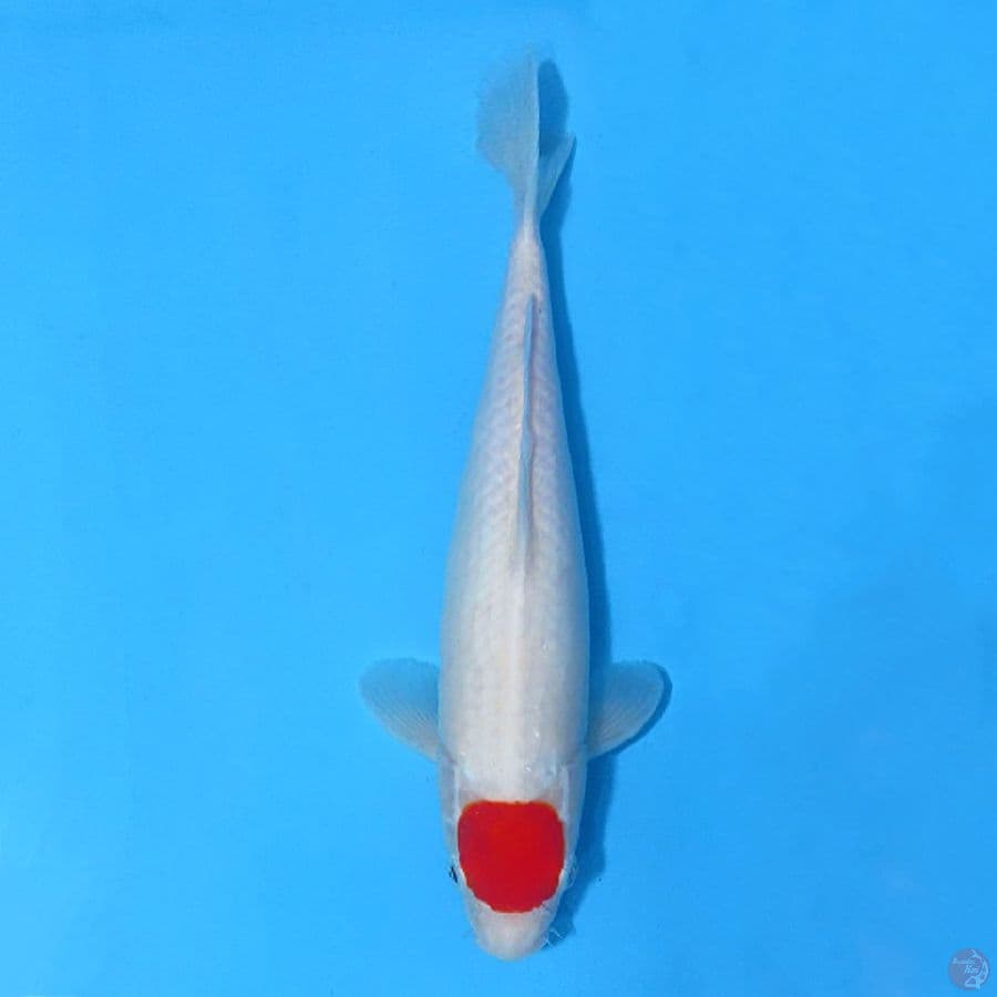 TANCHO KOHAKU ORIGINAL 30CM