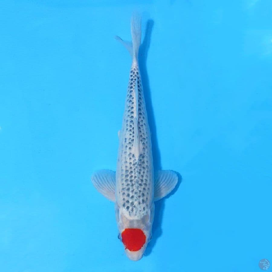 TANCHO GOSHIKI ORIGINAL 33CM MALE