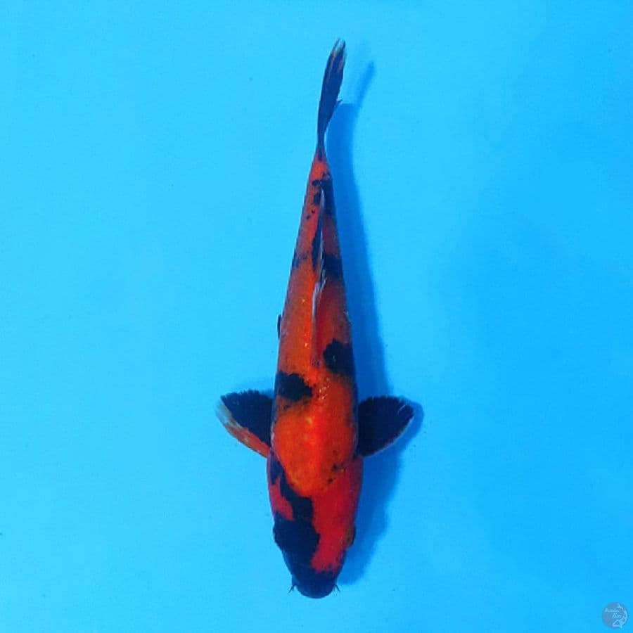 Hi UTSURI HQ 22CM MALE