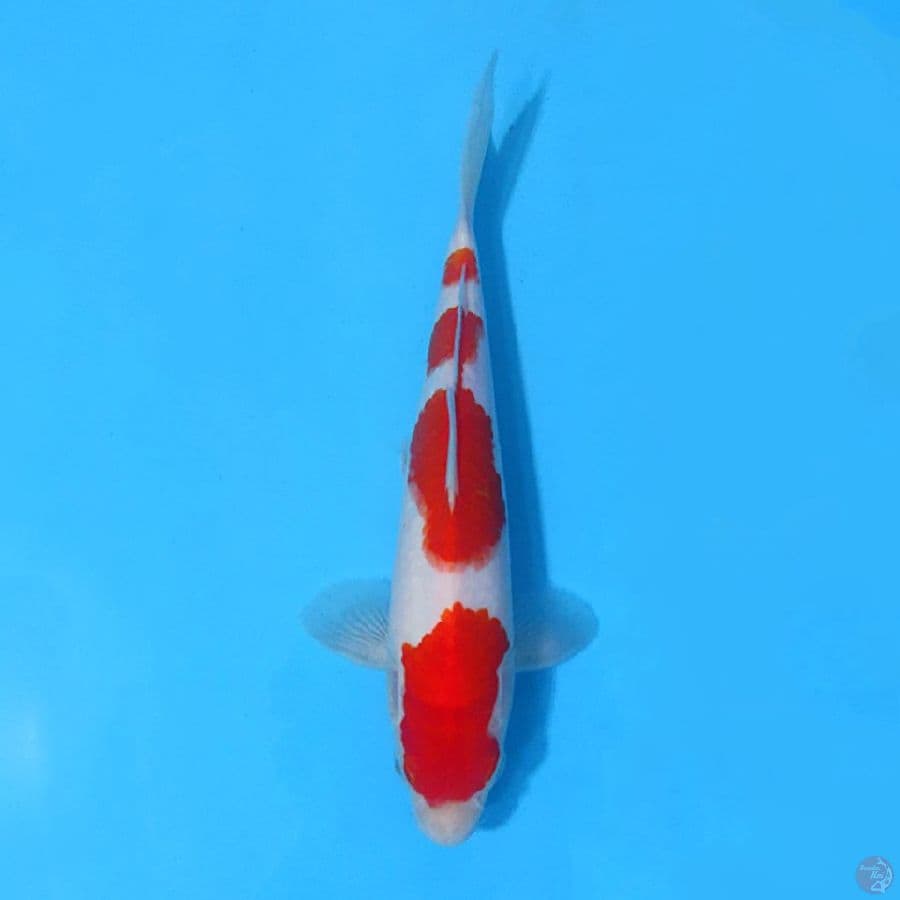 KOHAKU SKIN HALUS 4 STEP ORIGINAL 24cm MALE