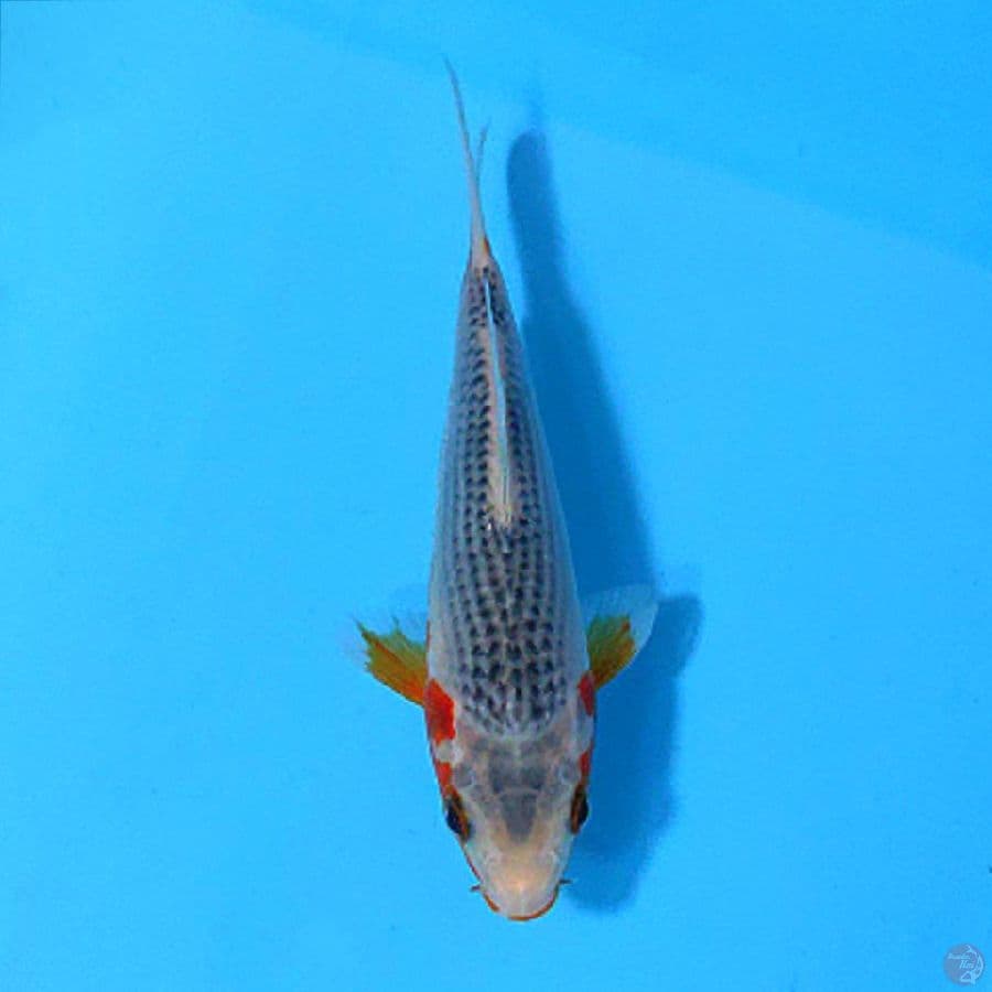 BABY ASAGI SQ 17CM UNCHEK