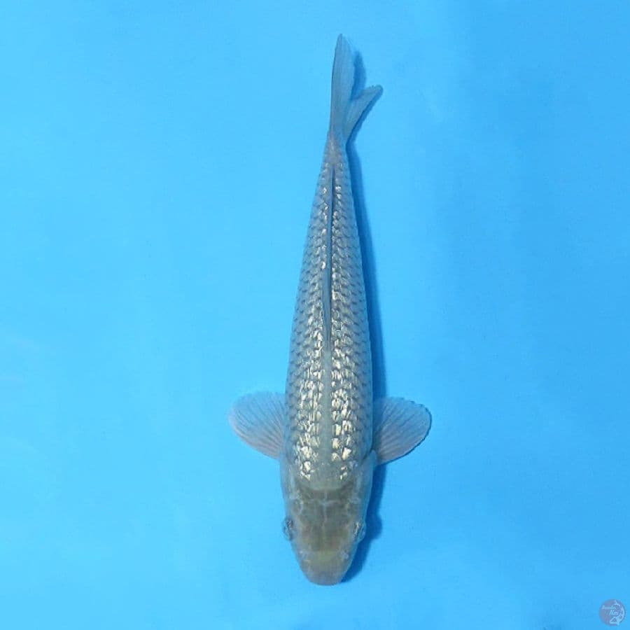 SORAGOI GINRIN 31CM MALE