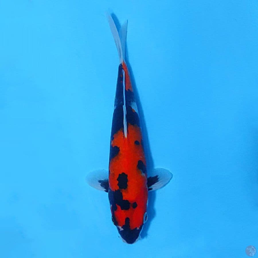 HI SHOWA SUMI STRONG 23CM FEMALE