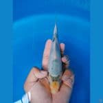 tategoi 20cm