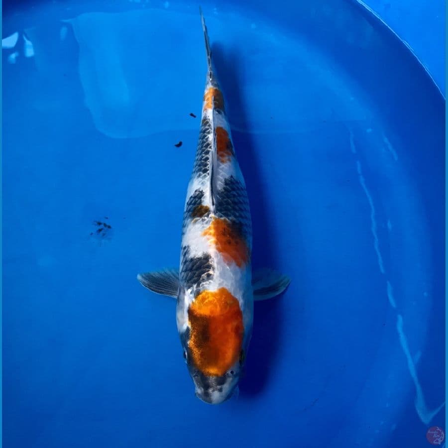 showa hikari 30cm