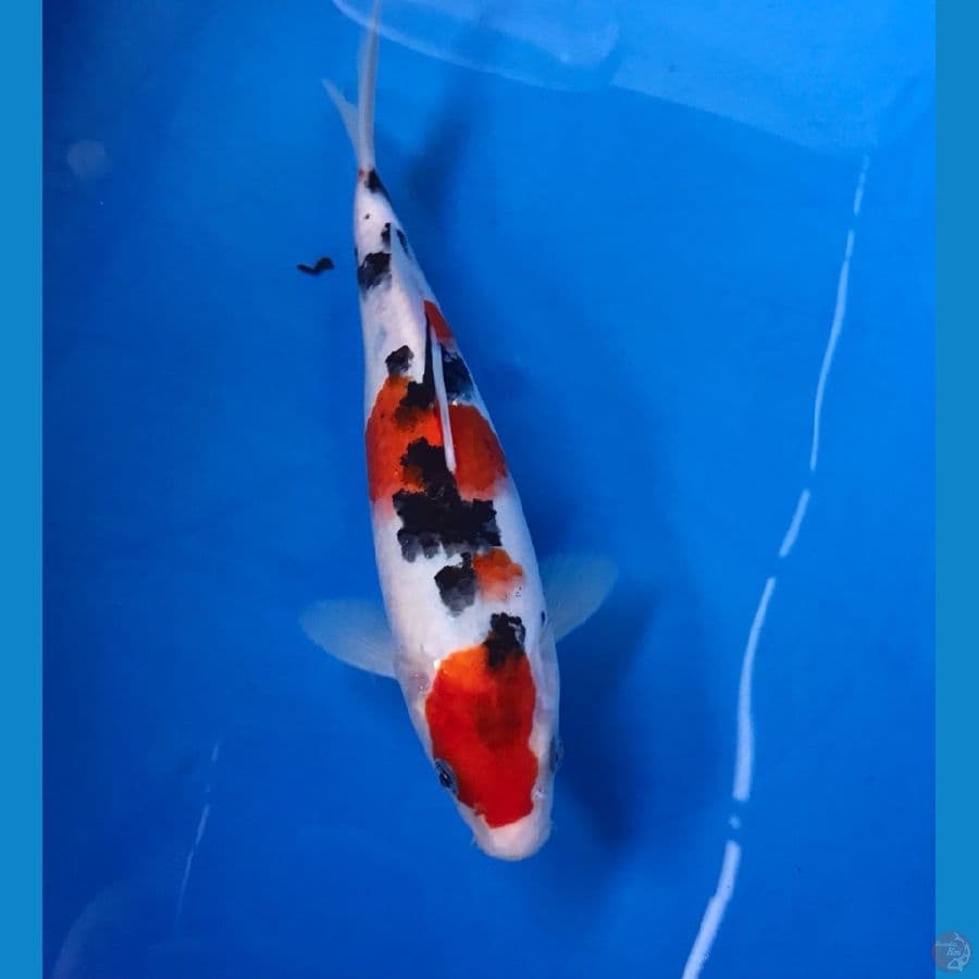 sanke 25cm