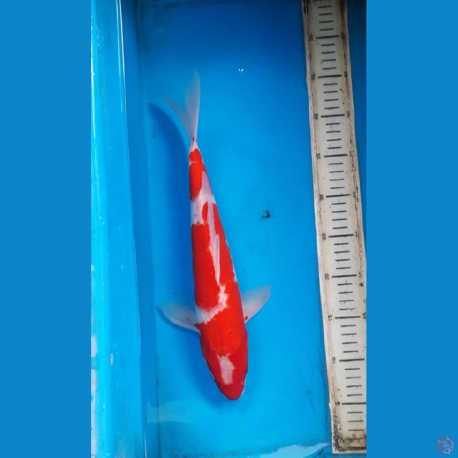 kohaku