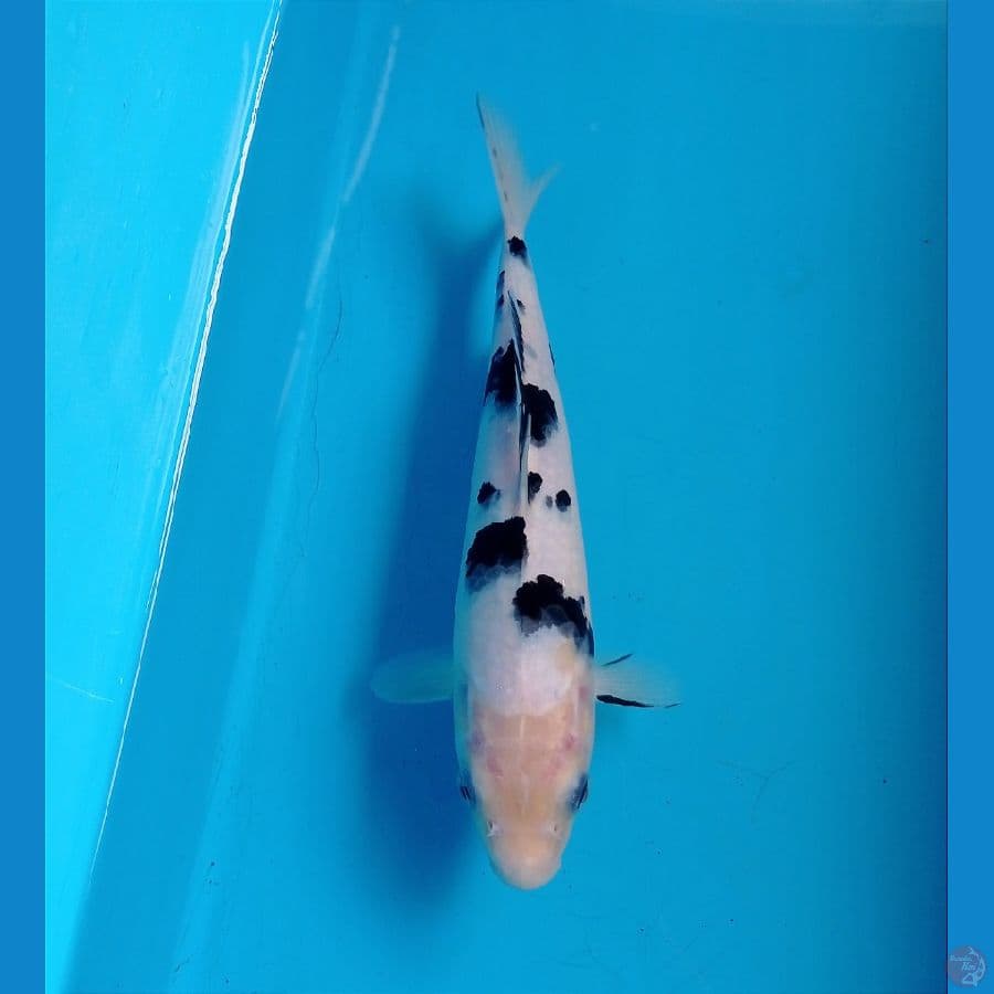 bekko 21 cm 