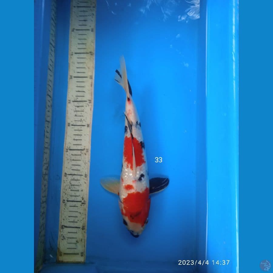 showa ginrin 33cm M
