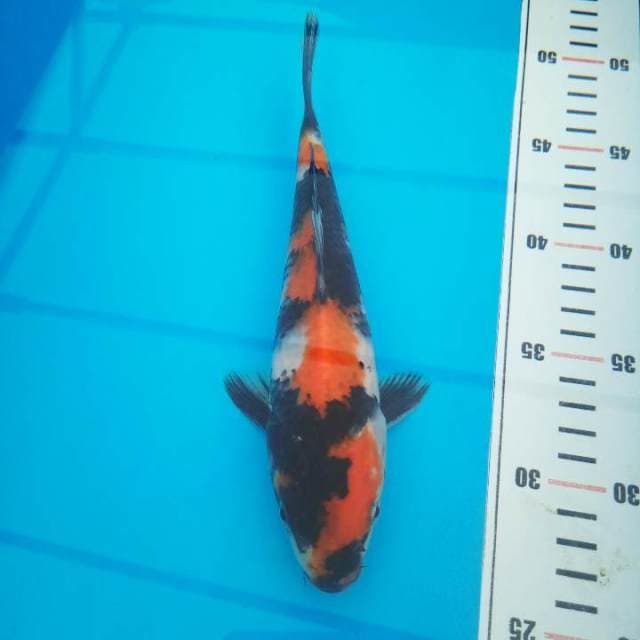 showa 21 cm