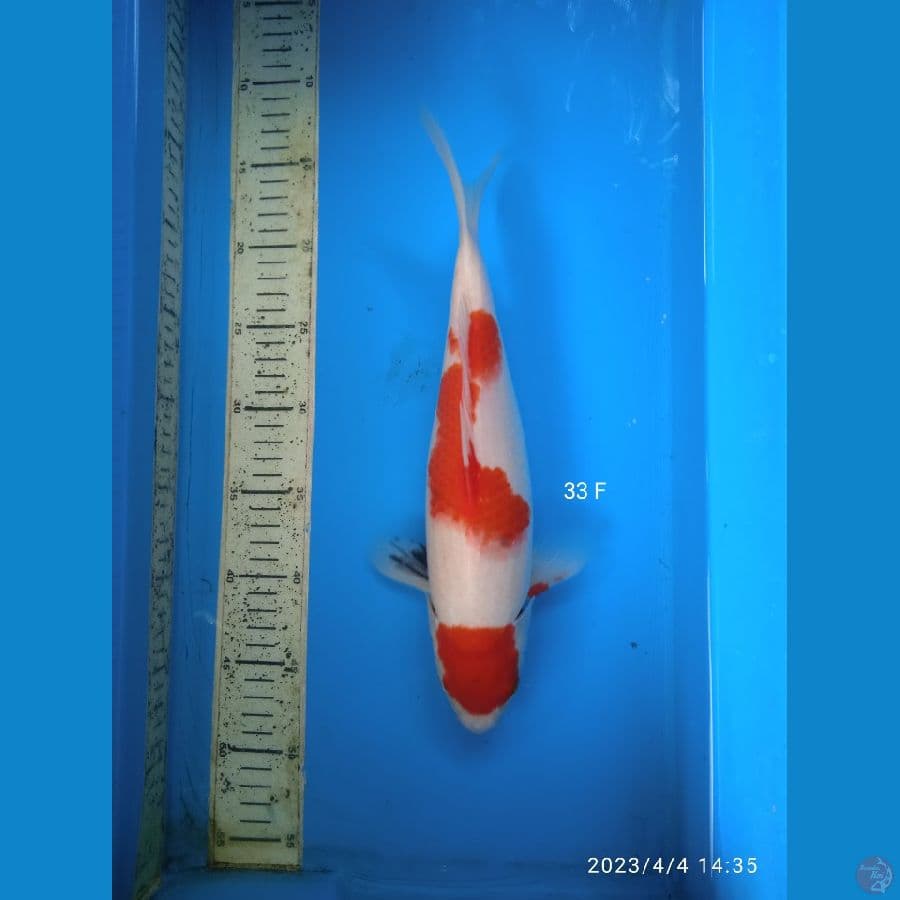 showa 33cm