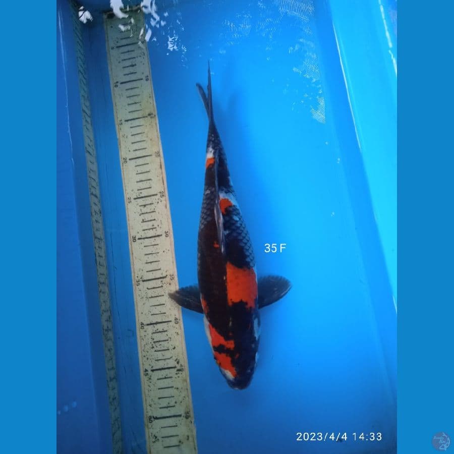 showa 35cm