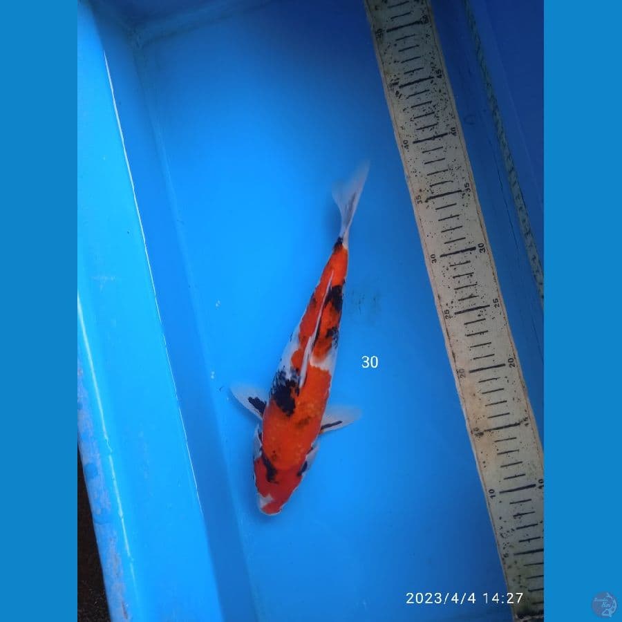 showa 30cm