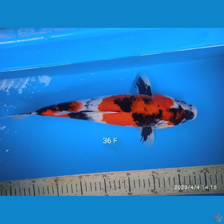 showa 36cm F