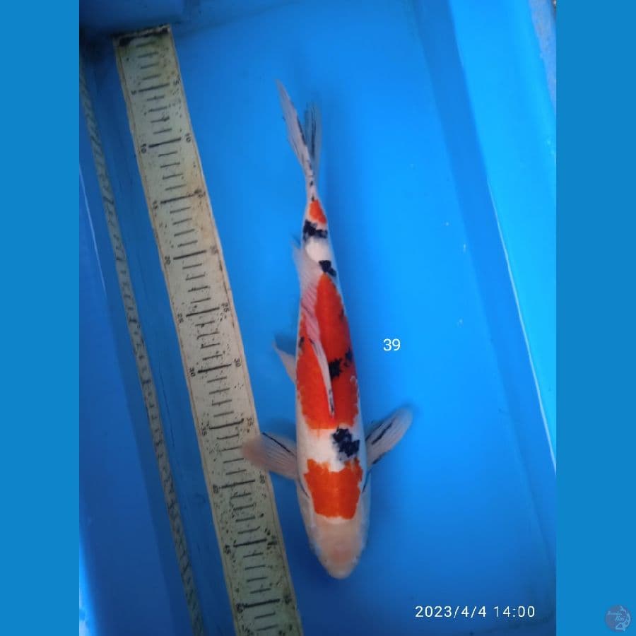 sanke 39cm
