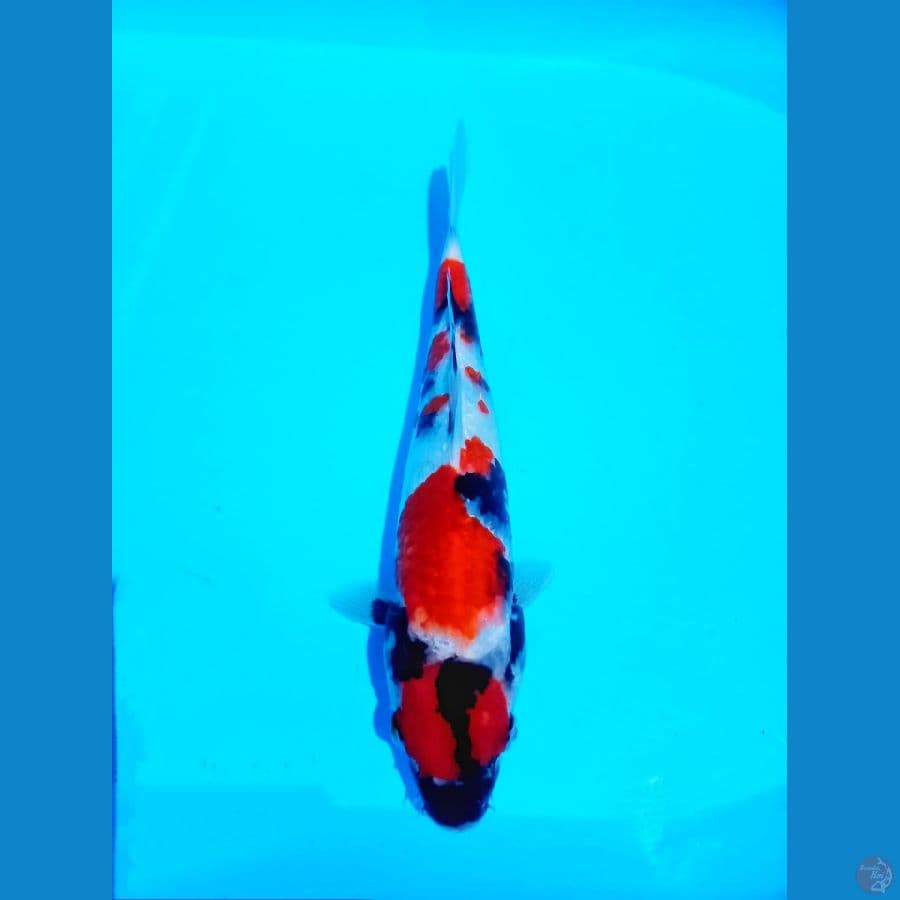 Maruten showa 27 cm