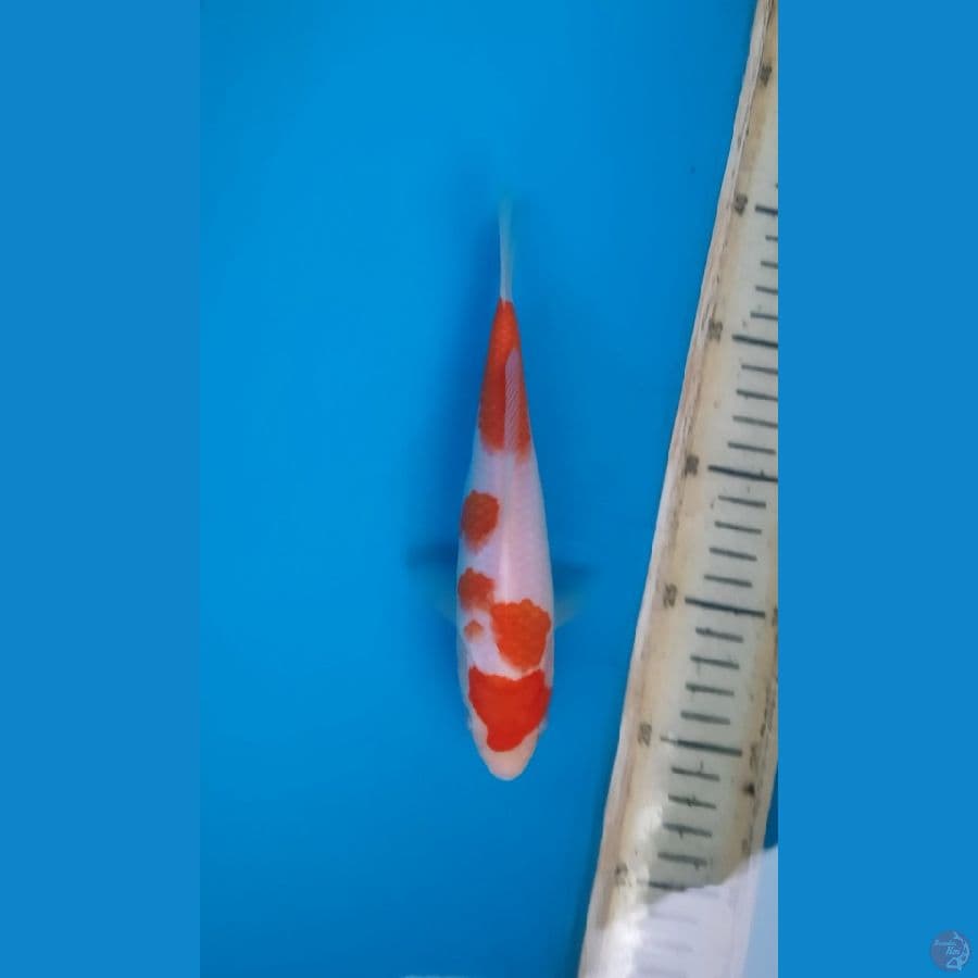 kohaku