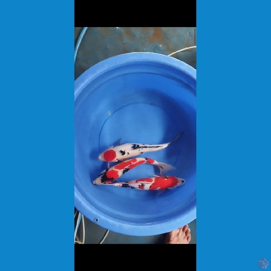 35-37