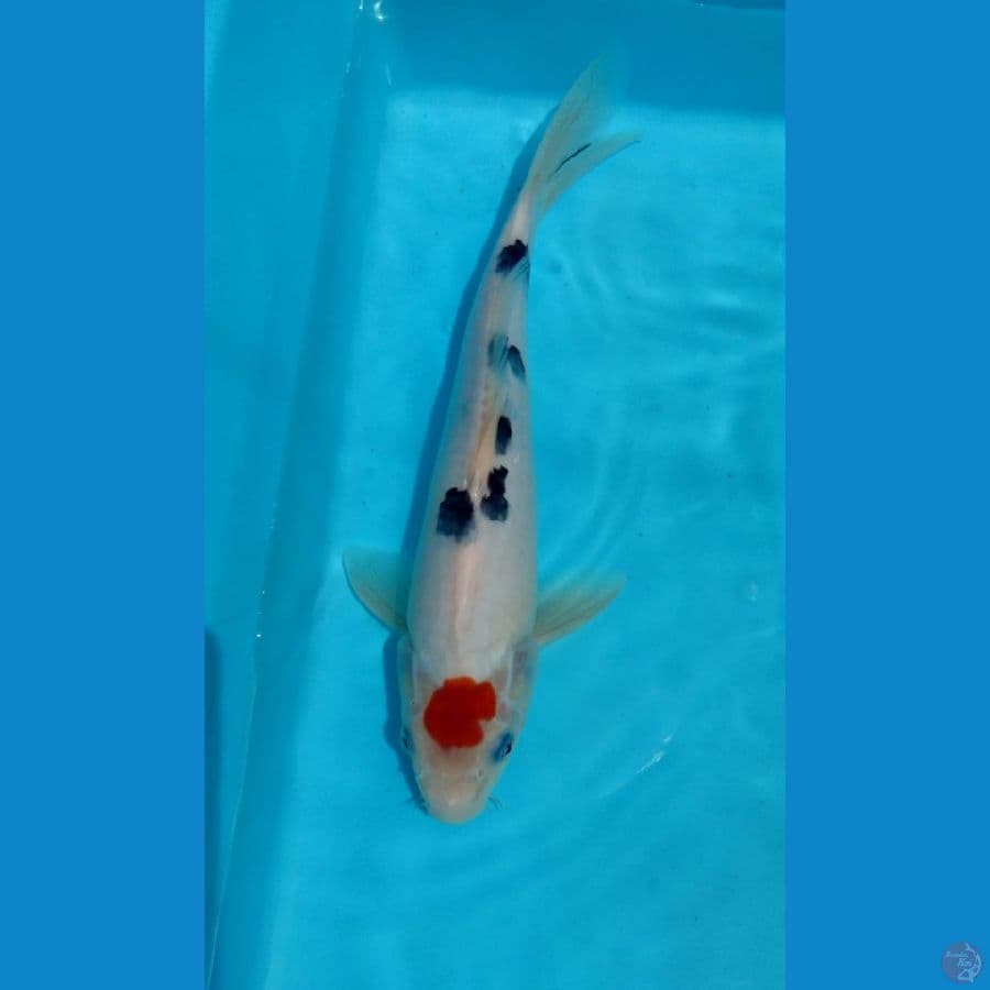 Tancho sanke 27cm