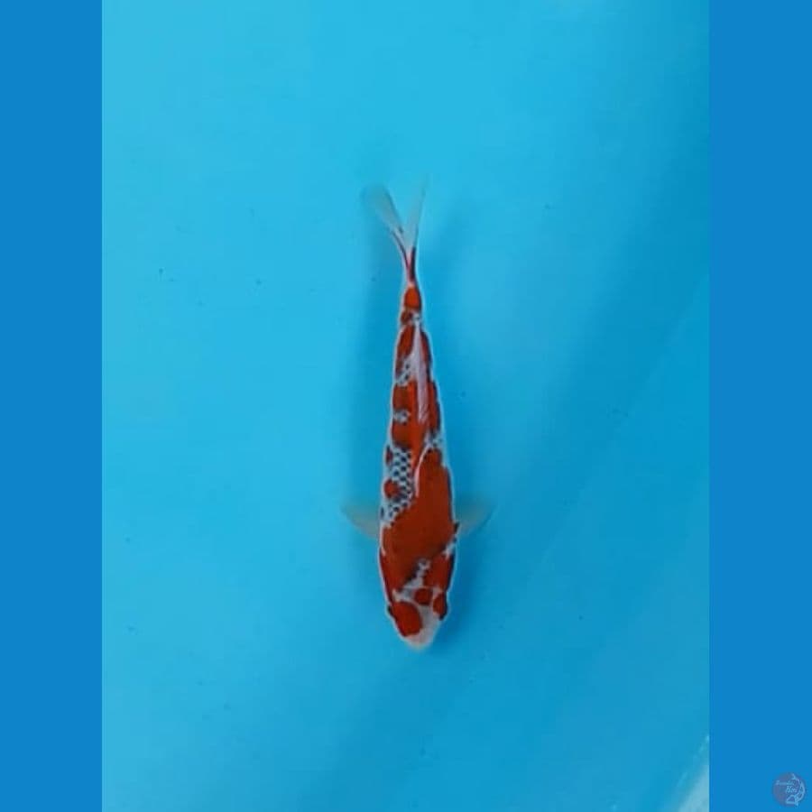 Goshiki 20cm