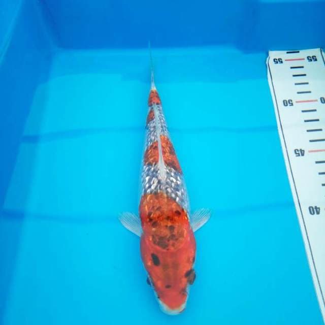 goshiki gindrin 21 cm