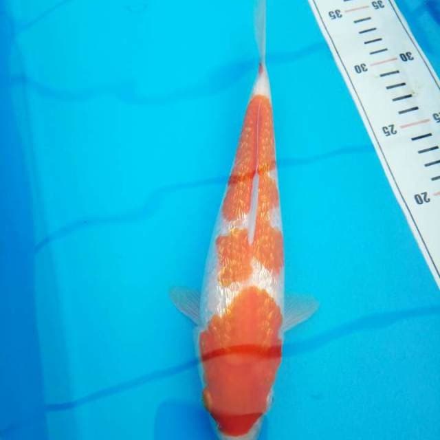 kohaku gindrin 24 cm