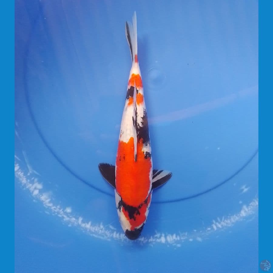 showa 32cm/female