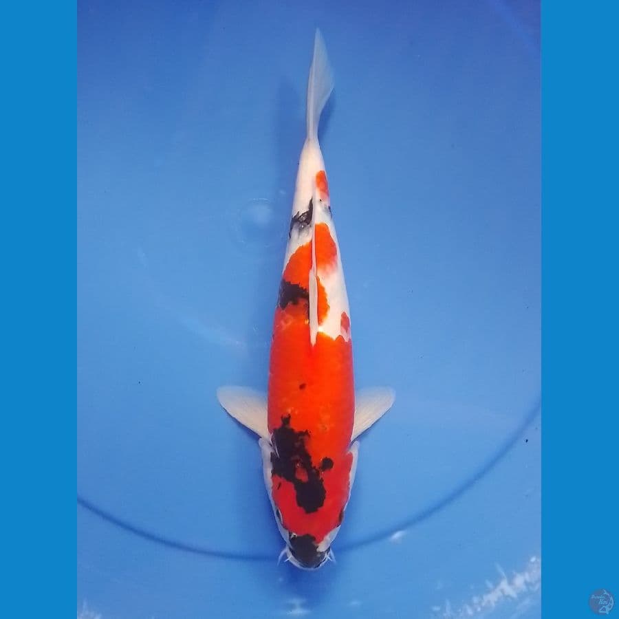 showa 30cm/female