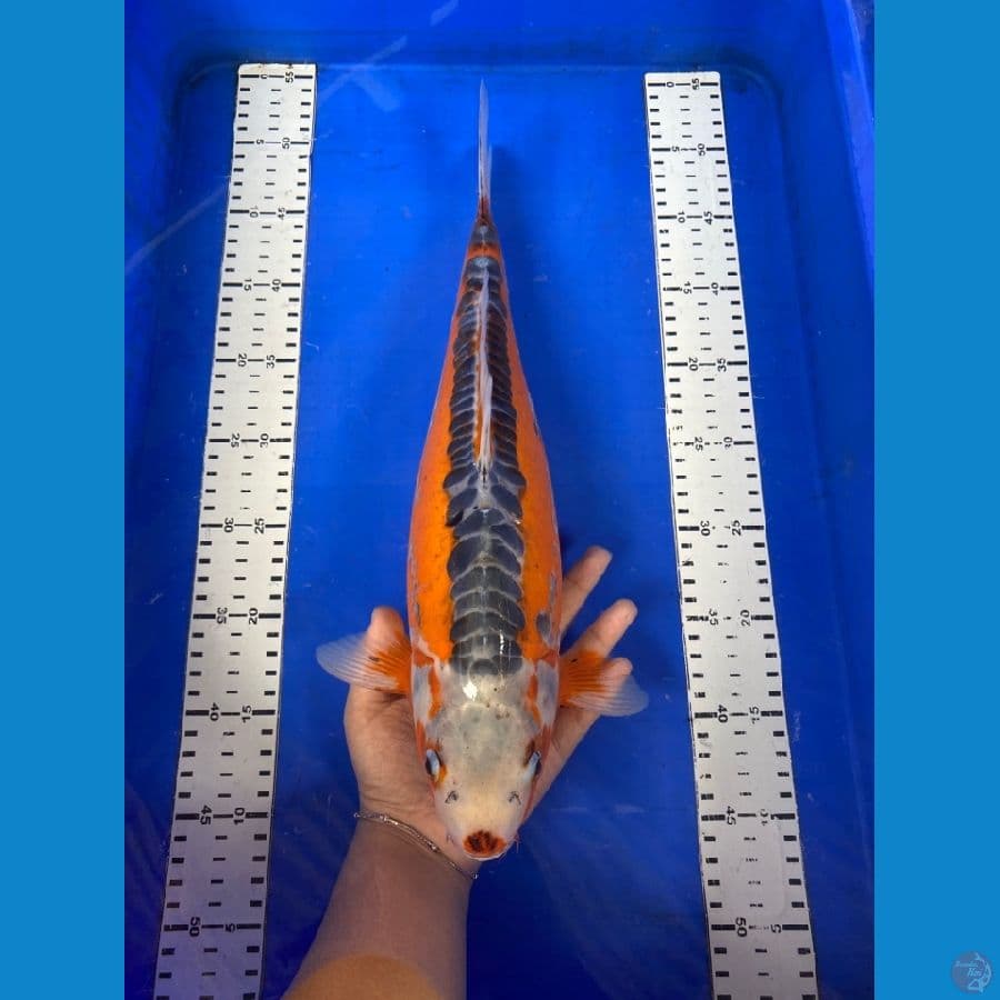 sushui HQ 41 cm