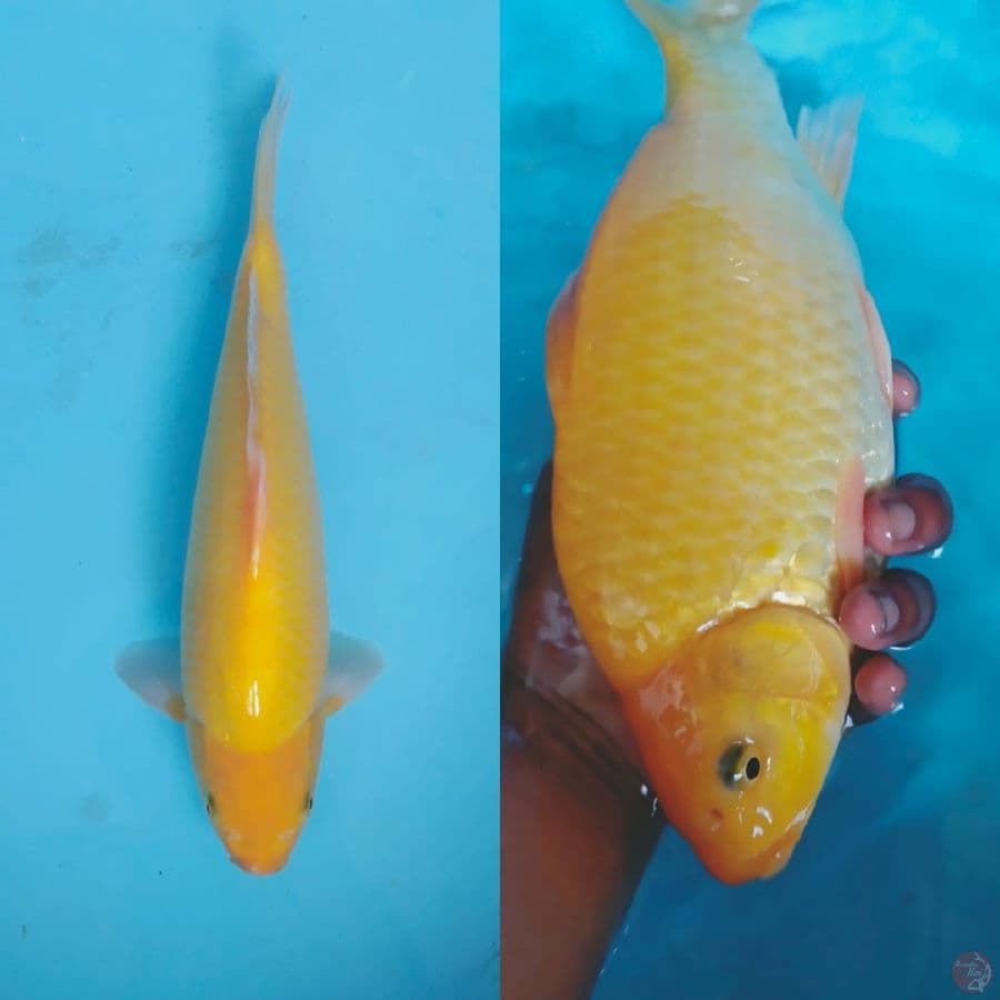 Karashi