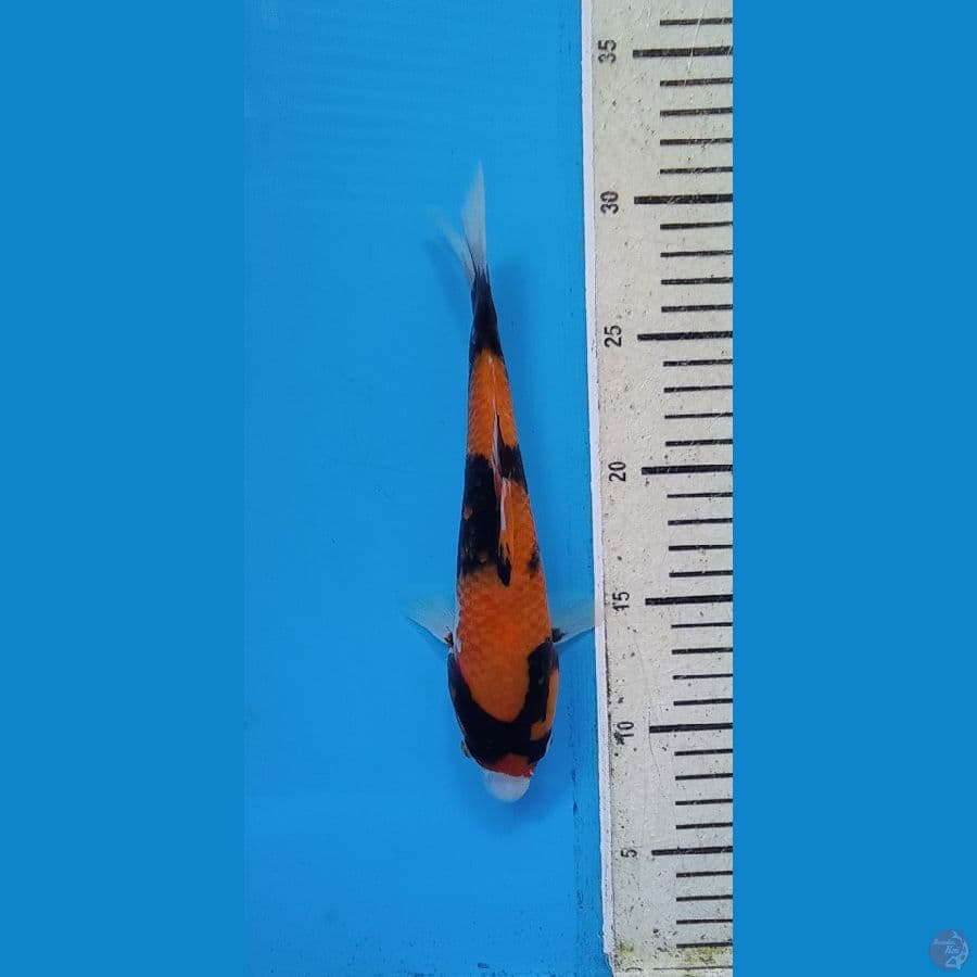 SHOWA22CM