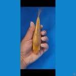 Caramel ginrin 16cm by Madina