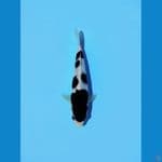 goromo 20cm male