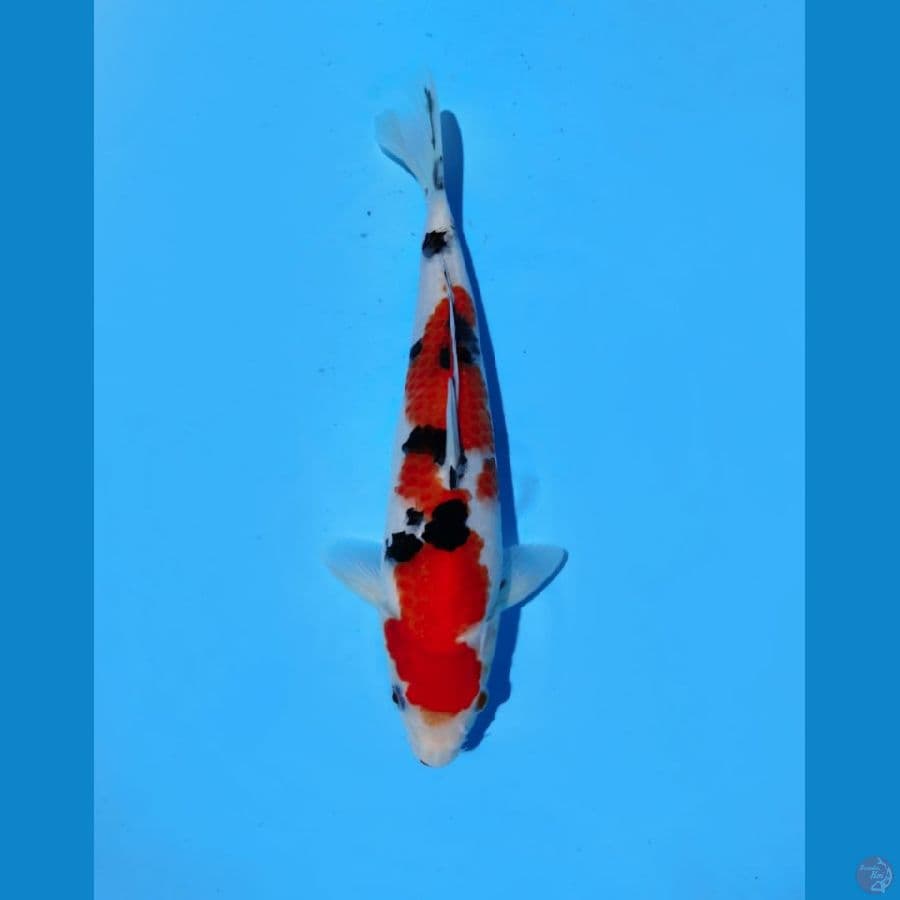 Sanke 25cm male
