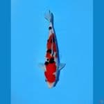 Sanke 25cm male