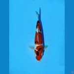 Sanke 33cm male
