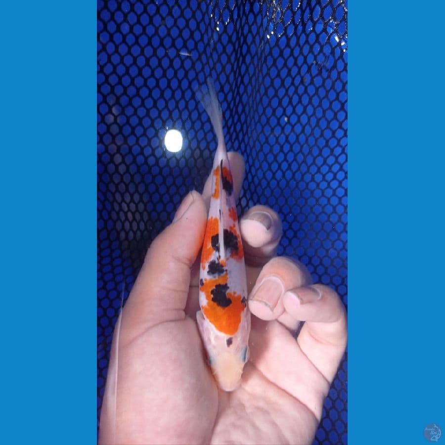 sanke 13cm