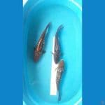 Paket Aragoke 35-36cm