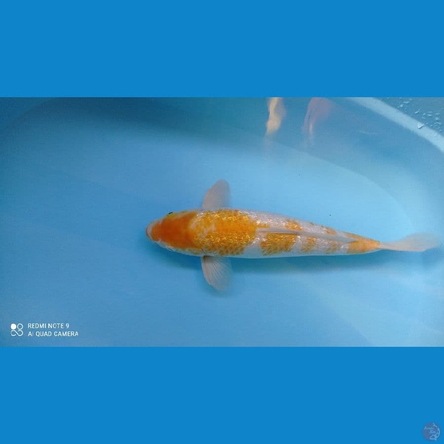 KARASI KOYO GINDRIN MATA MERAH SIZE 40 CM JANTAN
