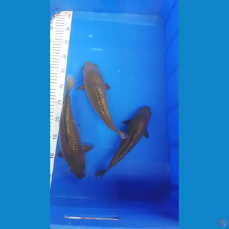 paket bulkie punuk madina aziz