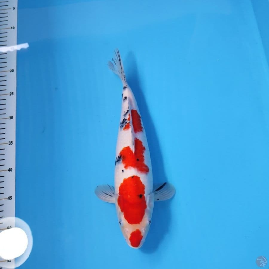 SANKE 35CM - FEEMALE