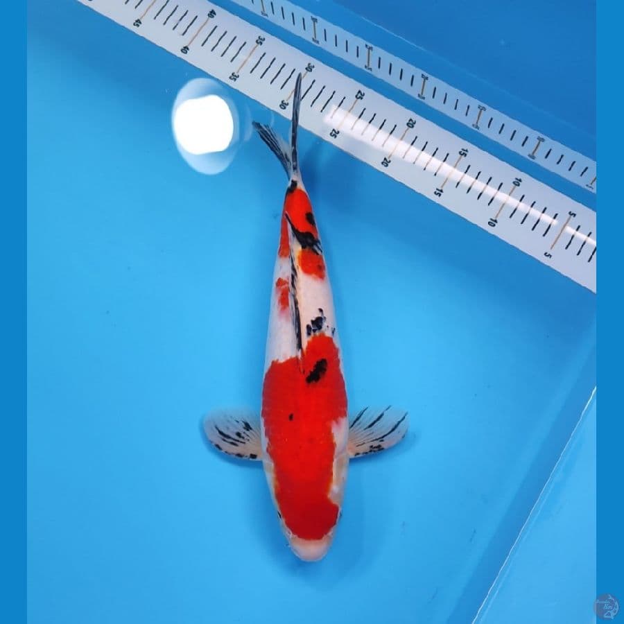 SANKE 35CM - MALE