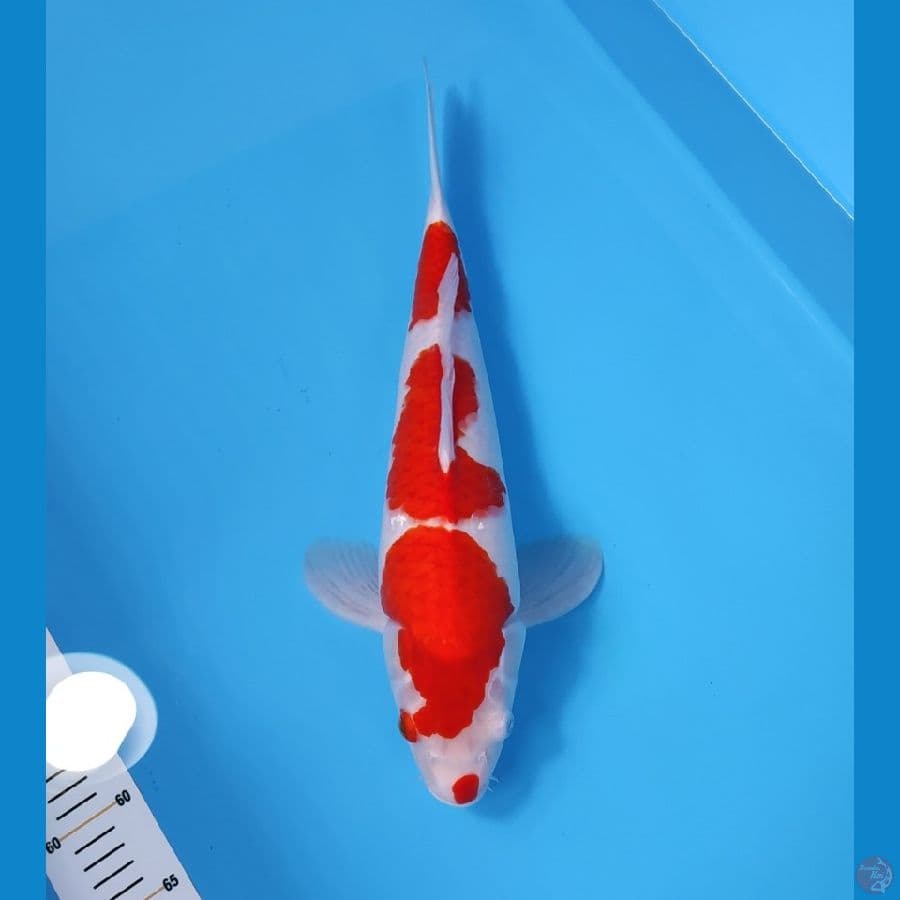 KOHAKU RED STRONG 42CM - MALE 