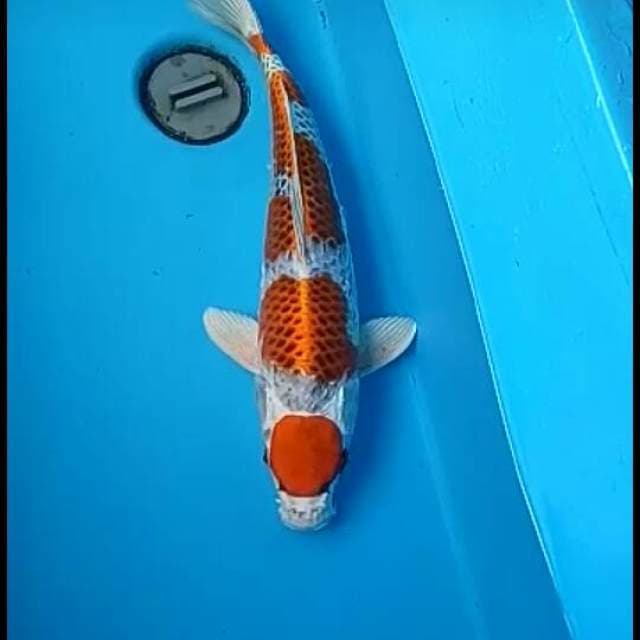 Tancho.gosiki.size.40cm